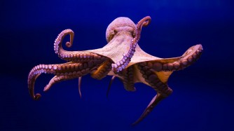 Ibitangaje kuri Octopuses; inyamaswa zo mu mazi zigira ubwonko 9, imitima 3 zikanagira amaraso y’ubururu!