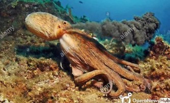 Igira amaraso y’ubururu, imitima itatu,…Ibyo utamenye kuri Octopus