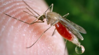 OMS irahamagarira abantu kongera gufata ingamba zo kwirinda Malaria