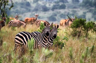 Ibintu nyaburanga bikurura ba mukerarugendo muri Pariki y'Akagera