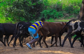 Abakinnyi ba Sunrise FC biriwe baragiye inka mu buryo bwo kwitegura Kiyovu Sports