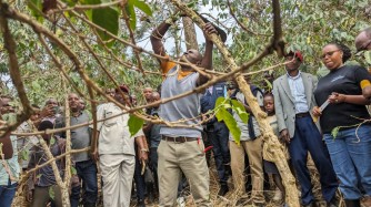 U Rwanda mu mushinga wo gukuba gatatu umusaruro w’ikawa rweza