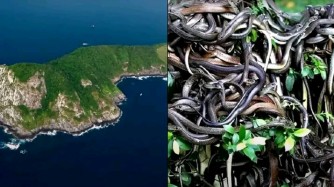 Snake Island, Ikirwa kibarizwamo inzoka zigera mu bihumbi 4